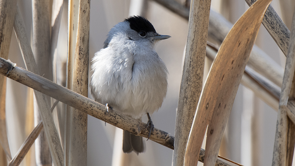 Eurasian Blackcap